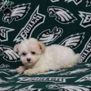 Odera, Maltipoo Puppy